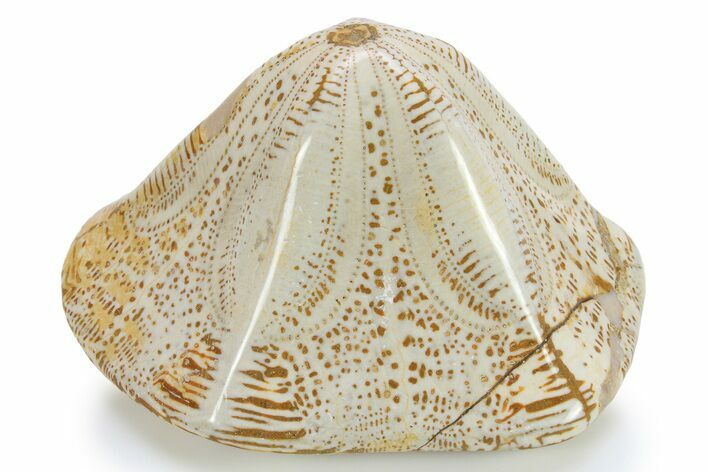 Polished Miocene Fossil Echinoid (Clypeaster) - Morocco #294066